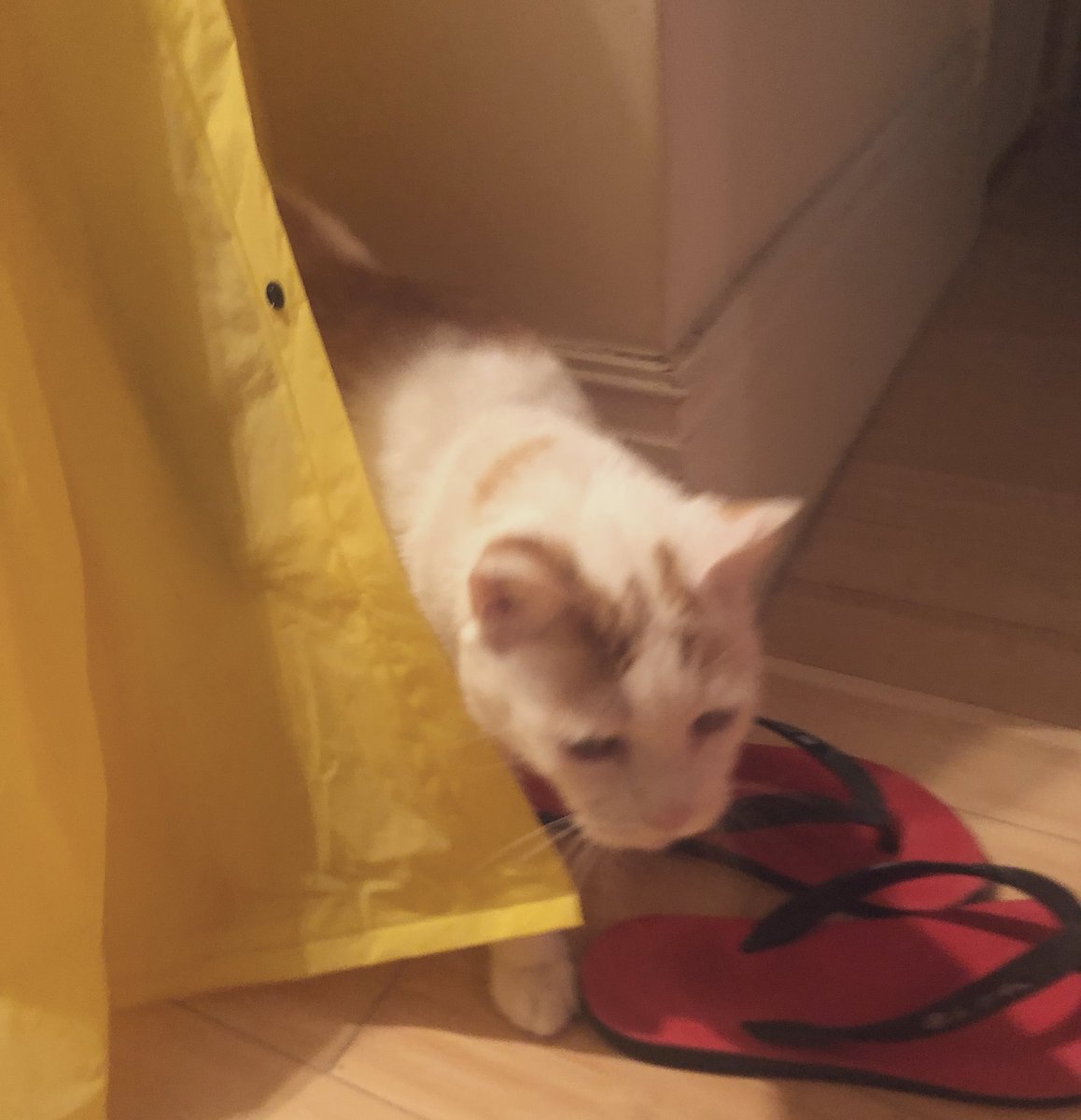 LoMeowChenko's tweet photo. Duuuuuddddessss....Even in disguise the Mamarazzi caught me leaving the βnip lounge!!!
πΎπΏπ±πΏ
#ItWasntMe #OkMaybeItWas #DefinitelyNotMyFlipFlops #IWouldntWearSocksWithThemIfTheyWere #DadGuyMightThough #HeWearsAnything #LikeThisYellowThing #CheEmbarassing #SendSnacks https://t.co/TALe98hqmw