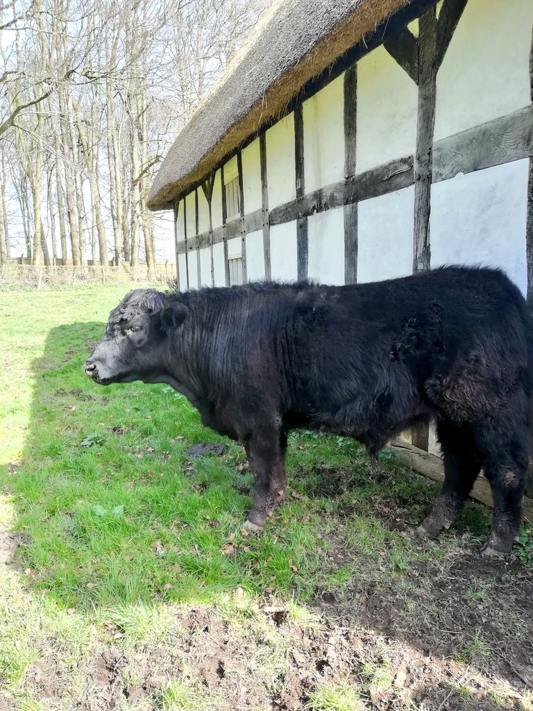 GreeningOur's tweet photo. Wandering around #stfagans after lunch and we saw a #tawnyminingbee, Queen #redtailbumblebee & lots of other pollinators foraging on the #heather and all the cute lambs & cows
#spring #pollinators #nature #farmanimals #lambs #LearningDisabilities #autism #mentalhealth #wellbeing https://t.co/XLvSsbQ3ek