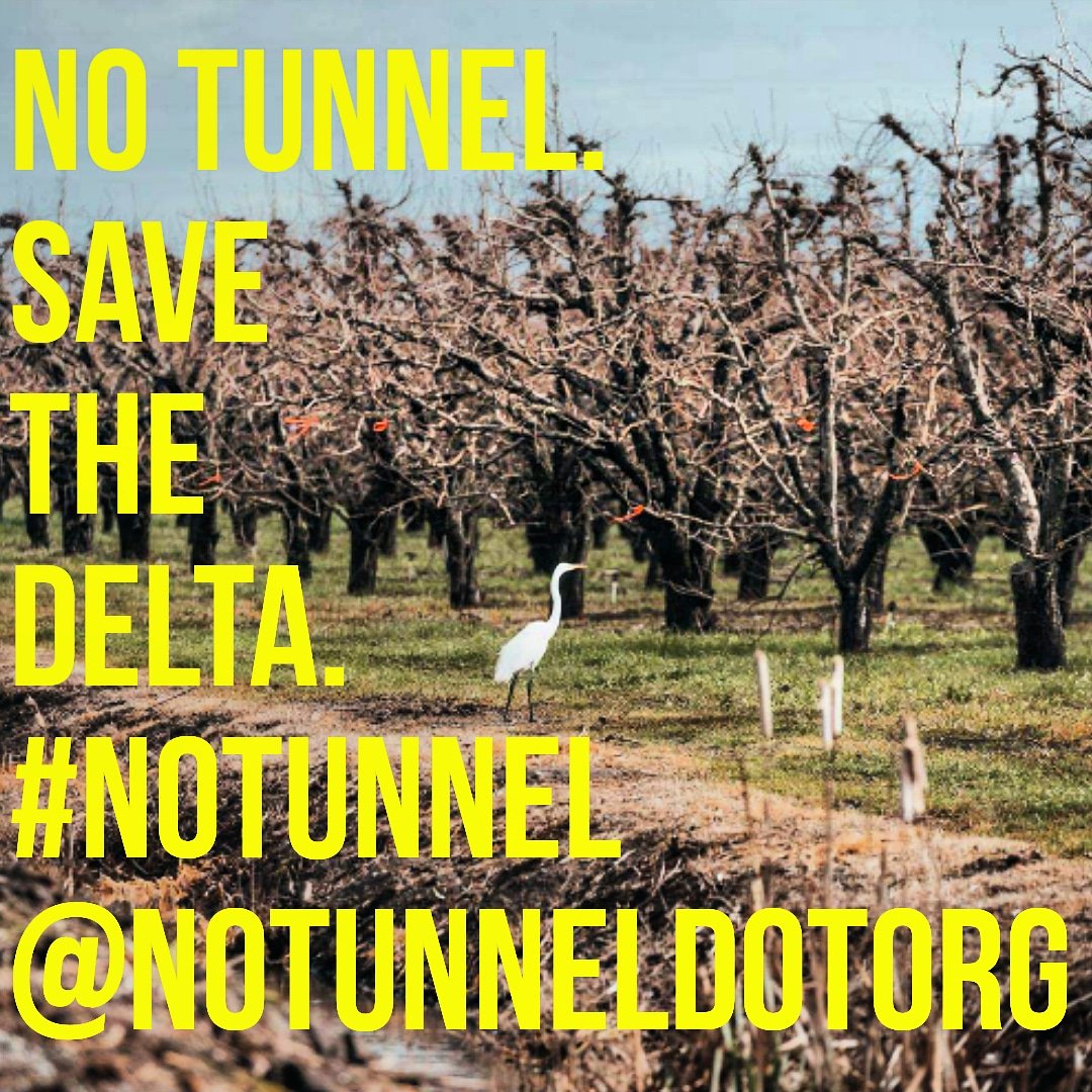 #NoTunnel. #SaveTheDelta.
Why preserve the Delta? This photo shared by <a href="/hemlycider/">Hemly Cider</a> shows so many reasons. 
Please Like, Share &amp; Retweet
#CADelta #California #VisitCADelta #Water #Farmland #Wetlands #Habitat #Wildlife #Bird #Egret #Ag #SmallBusiness #LocallyGrown #CaliforniaGrown