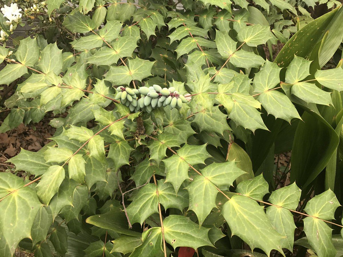 LorriVAllen's tweet image. My neighbors' yard shows God's creativity! #BeautifulSpring