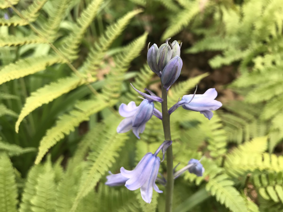 LorriVAllen's tweet image. My neighbors' yard shows God's creativity! #BeautifulSpring