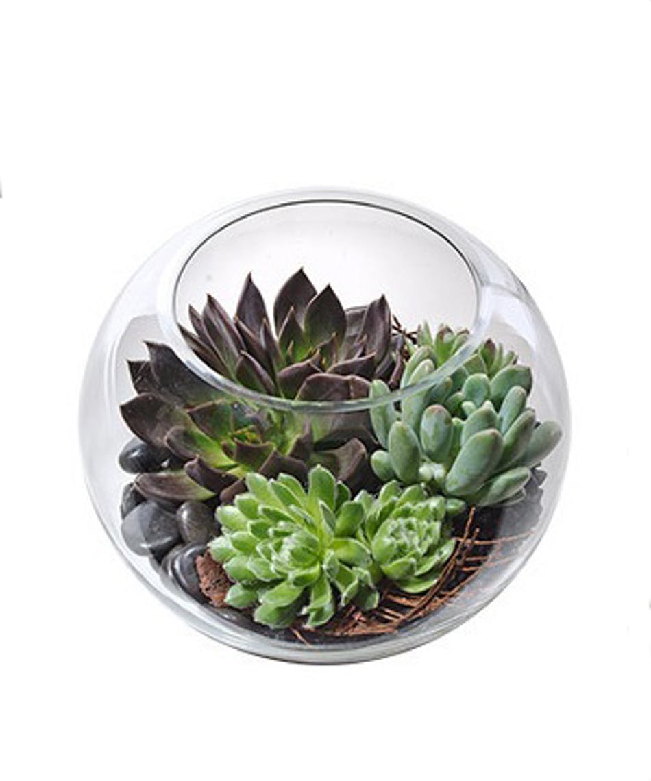 CarithersFlwrs's tweet photo. They will love this desktop garden of succulent plants, artfully designed in a chic glass bowl.  A perfect gift for office, studio, or room accent. #succulents #plants #greenplants #officeplants #carithersflowers #atlantaflorist https://t.co/zPk78JagCh https://t.co/60BJnuUZh2