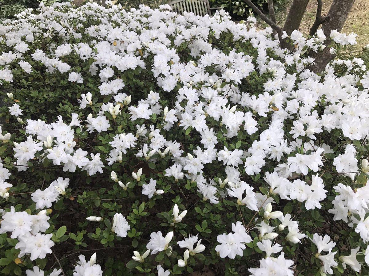 LorriAllenTV's tweet image. Time to visit east Texas! We're celebrating azaleas. #Beautifulspring