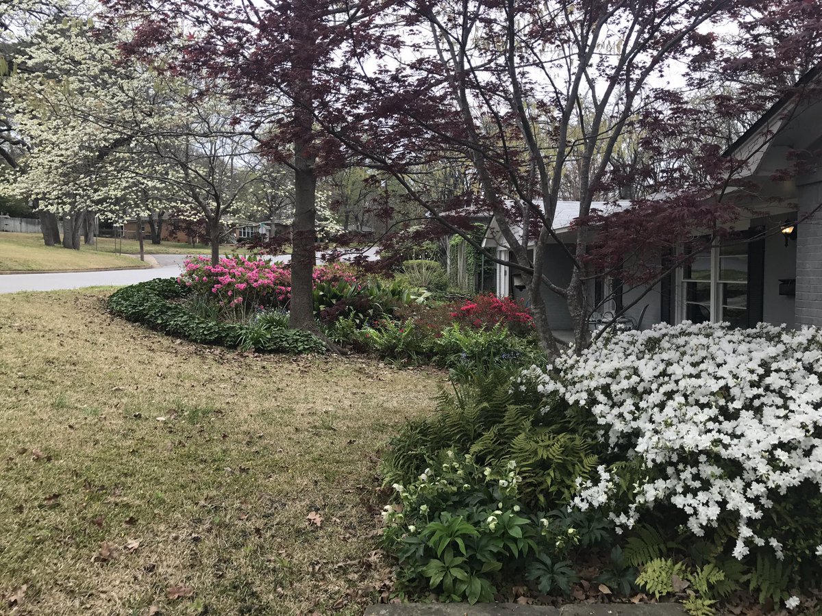 LorriAllenTV's tweet image. Time to visit east Texas! We're celebrating azaleas. #Beautifulspring