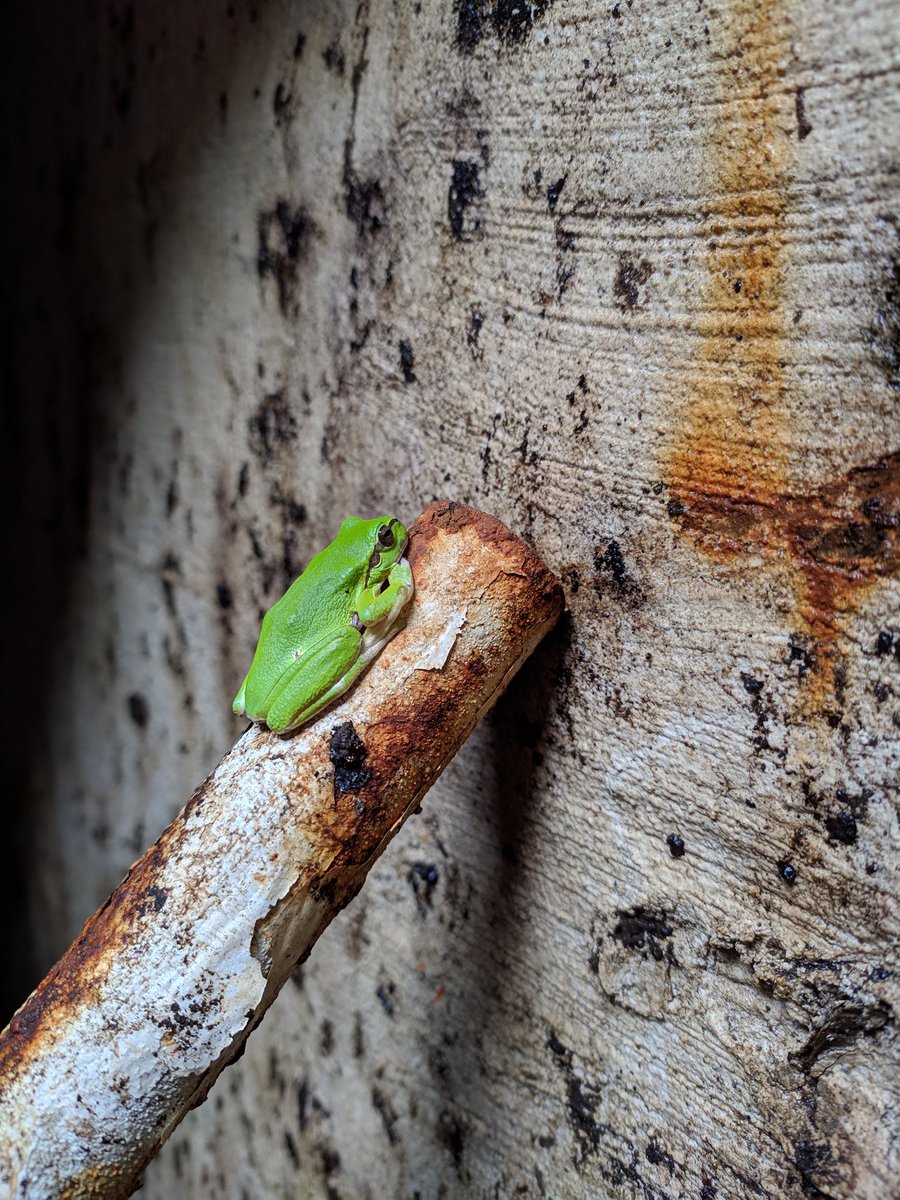 ZolikaSabo's tweet image. Now, is this frog #HighOnAndroid or is it my imagination ✌️😅💚💚💚