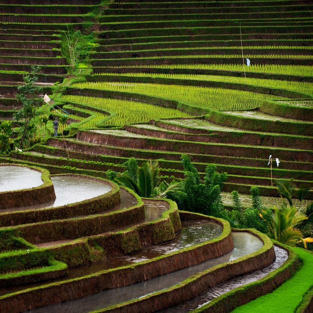 rainasugar's tweet photo. (1) DO YOU KNOW WHERE THIS PLACE?

#travel #terasering #sawah #indonesia #quiz https://t.co/DdtxJ4ZdMp