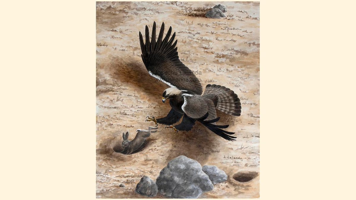 La magnífica águila imperial se alimenta principalmente de conejos, lo que condiciona su estado de conservación como especie.

"Águila imperial", 1978.

Más en jlalanda.com

#aguila #eagle #aguilaimperial #imperialeagle #art #arte #artistsontwitter #josechulalanda