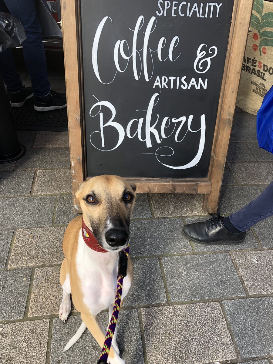 Monday 
#365photochallenge 
#365daysofindy 
#bemorewhippet #lovemydog #whippet #longdog #bestdog #dogoftheday #whippetsoftwitter #whippetoflondon #whippetsoflondon #Londondog #puppy #cutedog #kinddog #dog #sighthound #pointydog #whippetup