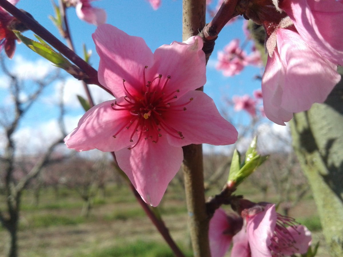 HassaneTraveler's tweet image. Every spring nature is born again and in this continuous cycle of life....
                           @lifefrance 

#FrenchSpring
#Provence
#LaCiotat