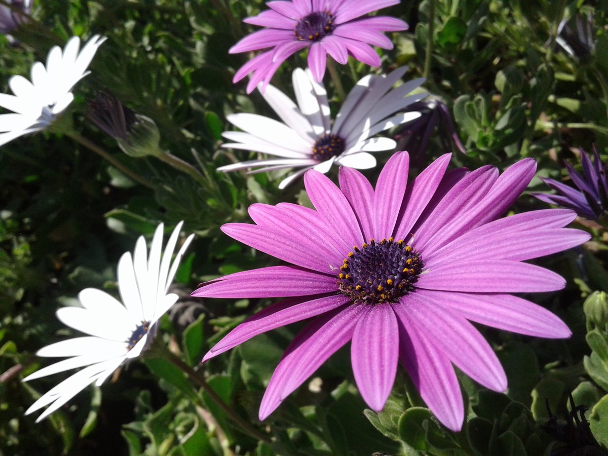 HassaneTraveler's tweet image. Every spring nature is born again and in this continuous cycle of life....
                           @lifefrance 

#FrenchSpring
#Provence
#LaCiotat