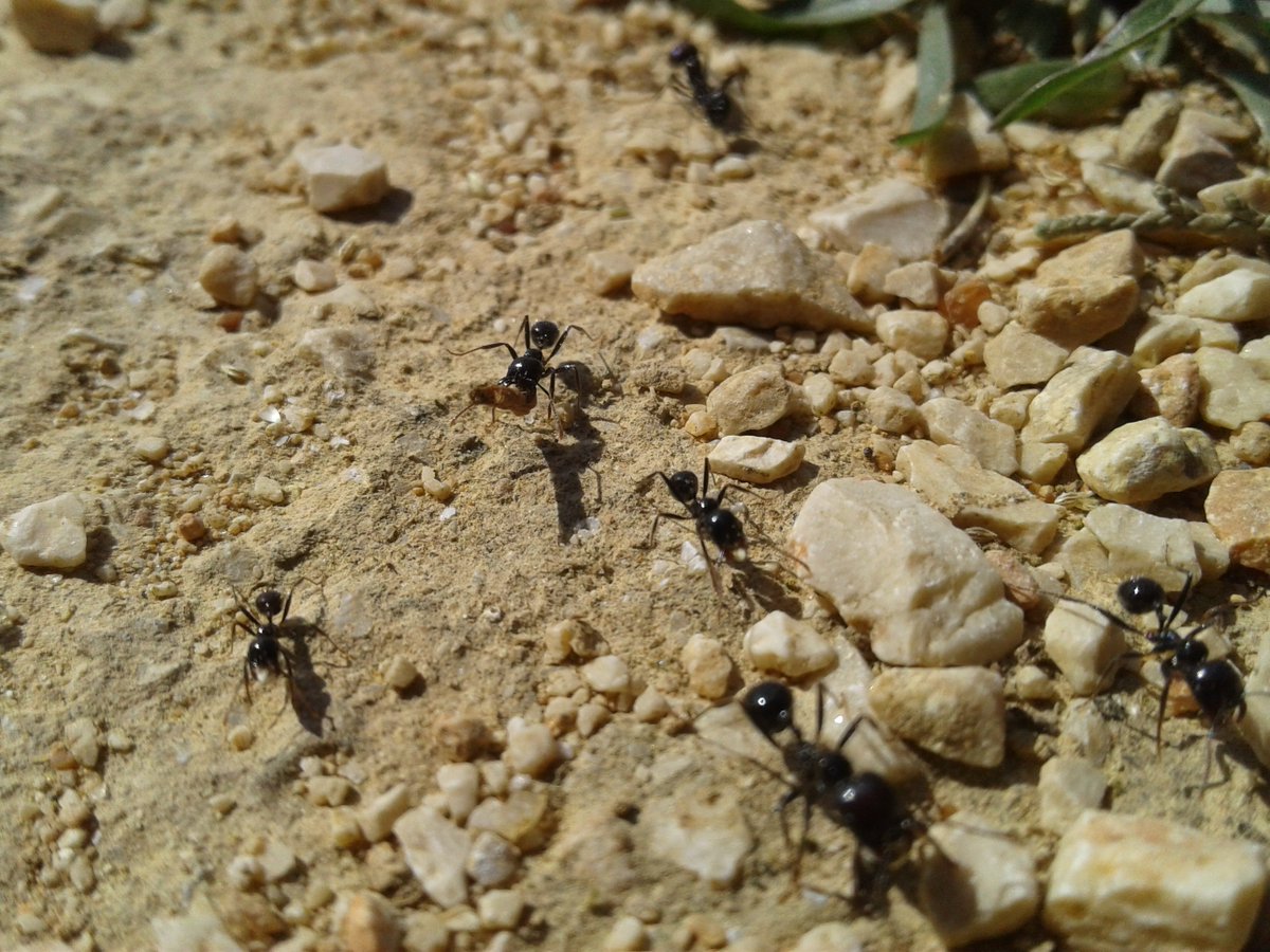 HassaneTraveler's tweet image. Every spring nature is born again and in this continuous cycle of life....
                           @lifefrance 

#FrenchSpring
#Provence
#LaCiotat