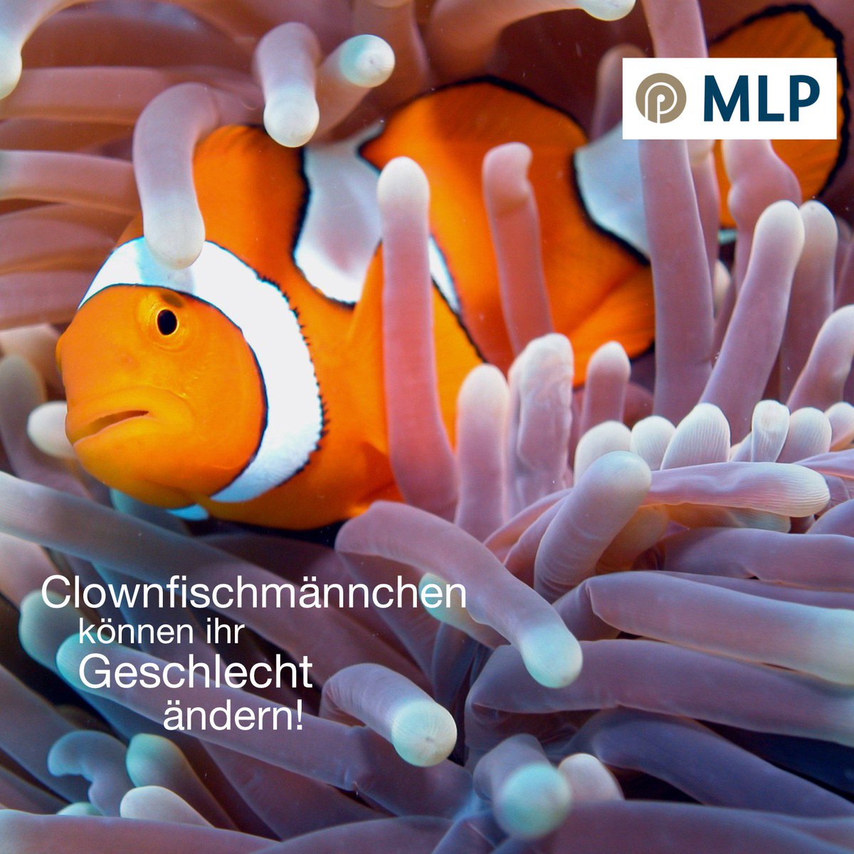 MLP_Hannover tweet media