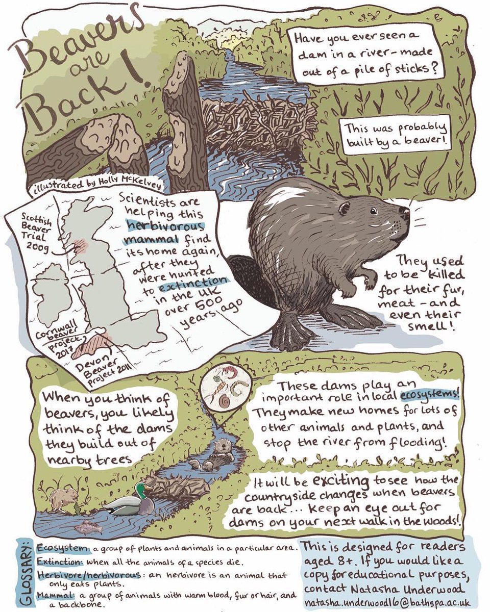 Check out this incredible illustration created by <a href="/holljmck/">Holly McKelvey</a>  &amp; <a href="/nhazelwood1996/">Natasha Underwood</a> originally published in The Niche, <a href="/BritishEcolSoc/">British Ecological Society</a> magazine 50(1), March 2019, page 9.

It’s a reminder of the important role that #beavers play in ecosystems for humans and other species!