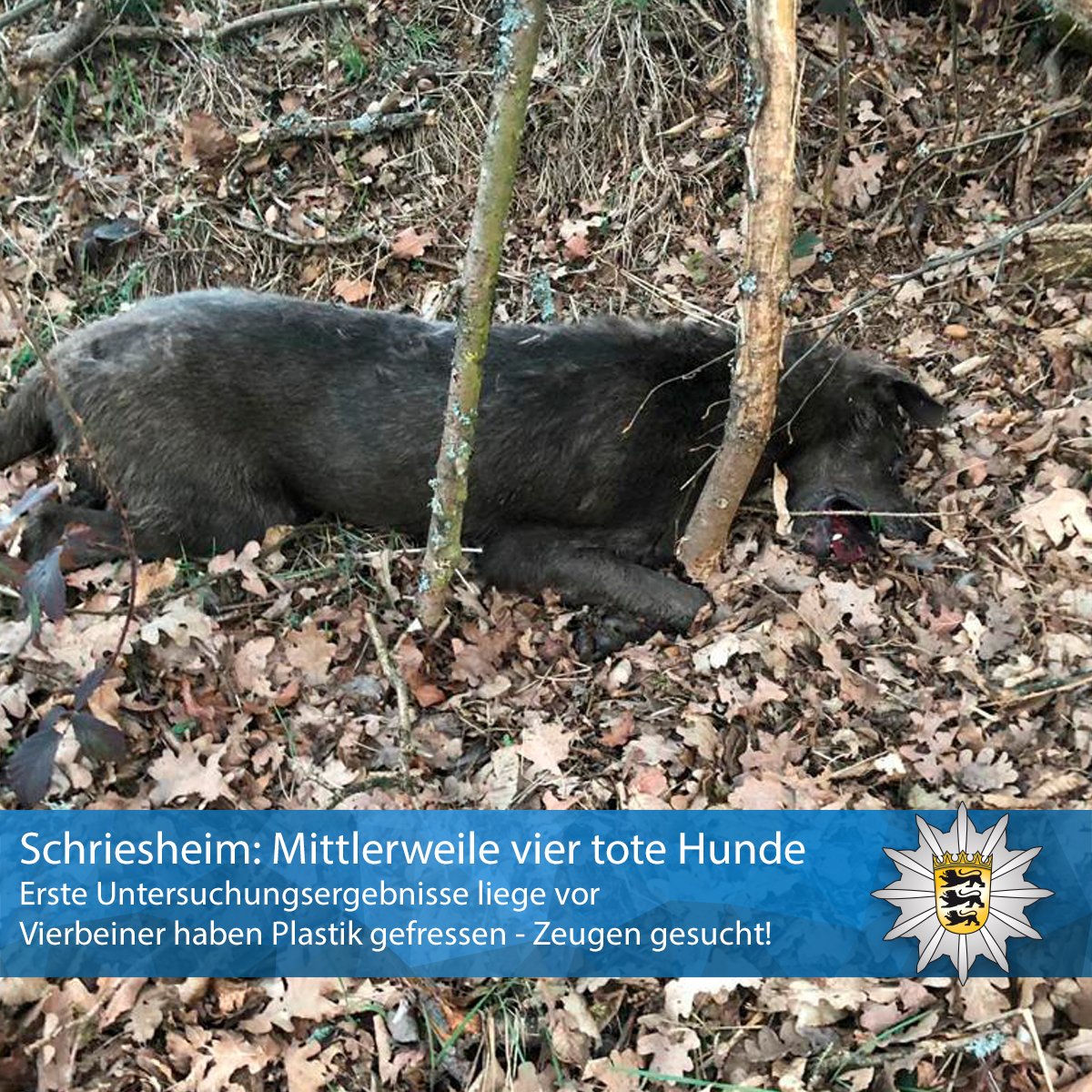 #Schriesheim #Heiligkreuzsteinach: Mittlerweile vier tote Hunde gefunden +++ Erste Untersuchungsergebnisse liegen vor +++ #Zeugengesucht +++ ‼ BITTE Retweeten‼
📸 Bilder der Hunde und die vollständige Pressemitteilung findet Ihr in unserem Presseportal: presseportal.de/blaulicht/pm/1…