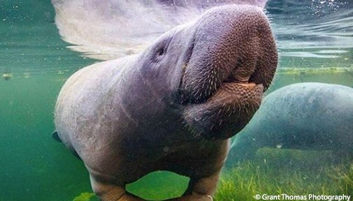 OurOcean's tweet photo. Happy #ManateeMonday 💙https://t.co/l58MOfDrUF https://t.co/UXu1lyaHK9