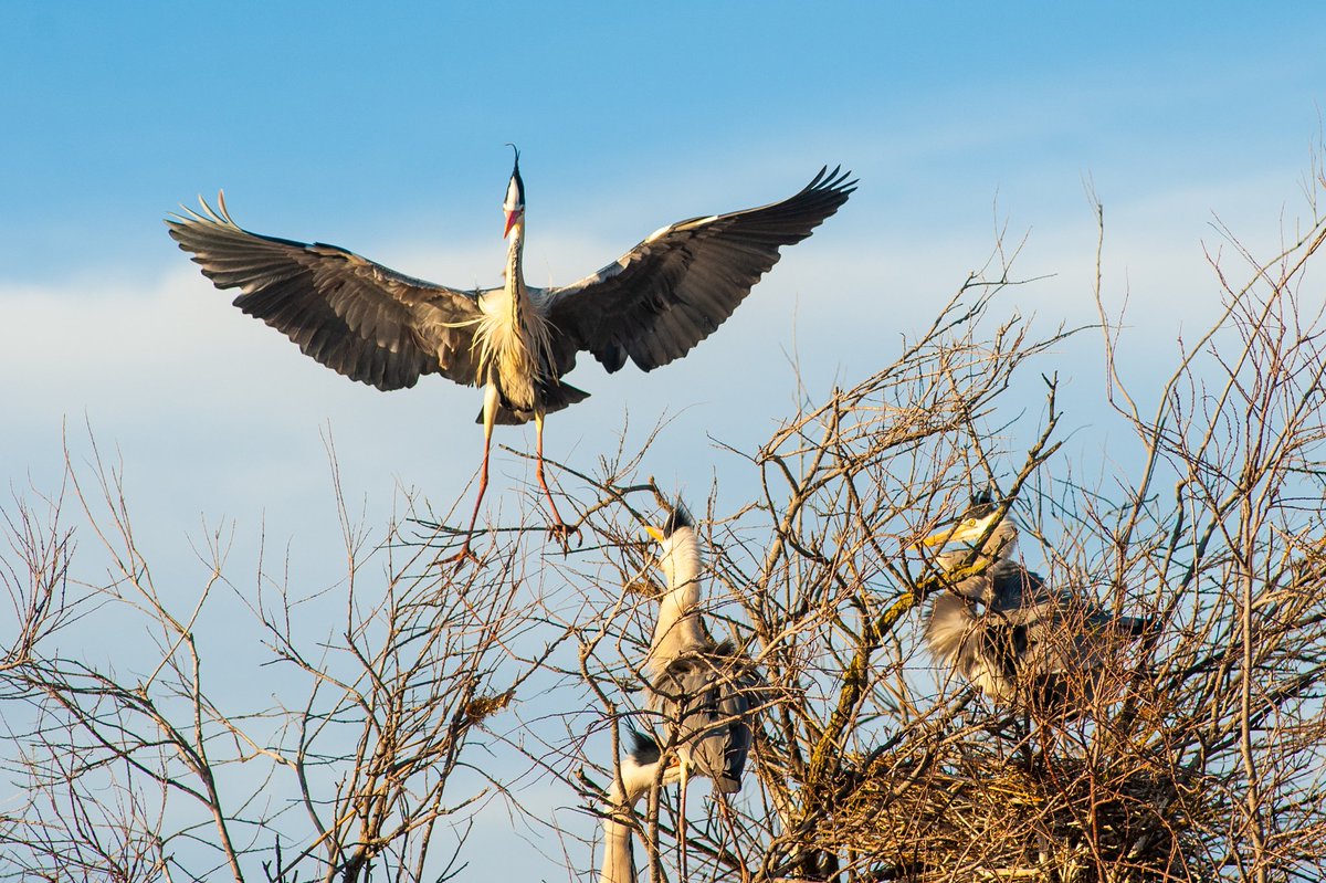 WPAdventure's tweet photo. This week we are posting a selection of images from the #camargue of a #Grey_Heron as it negotiates a landing amid spiky branches
https://t.co/Y0uGabqrr7
#worldphotoadventure #photoworkshops #wpastar #france #camarguehorses #southoffrance #photoholiday #parcornithogiquepontdegau https://t.co/zLg5r9p3Rr