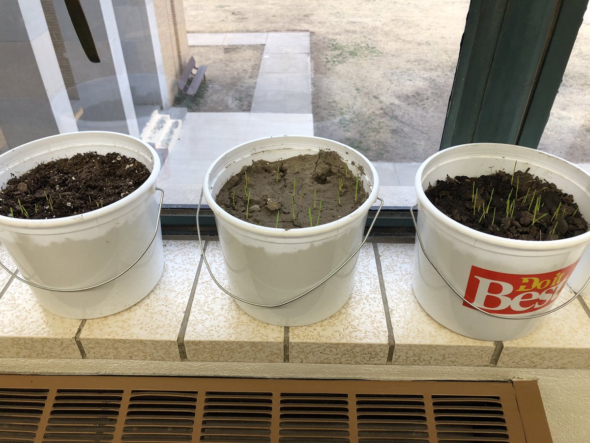 FfaVictoria's tweet image. This beautiful weekend left us with some wheat growing in the Ag room!
@vhsknights #agriculture #spring