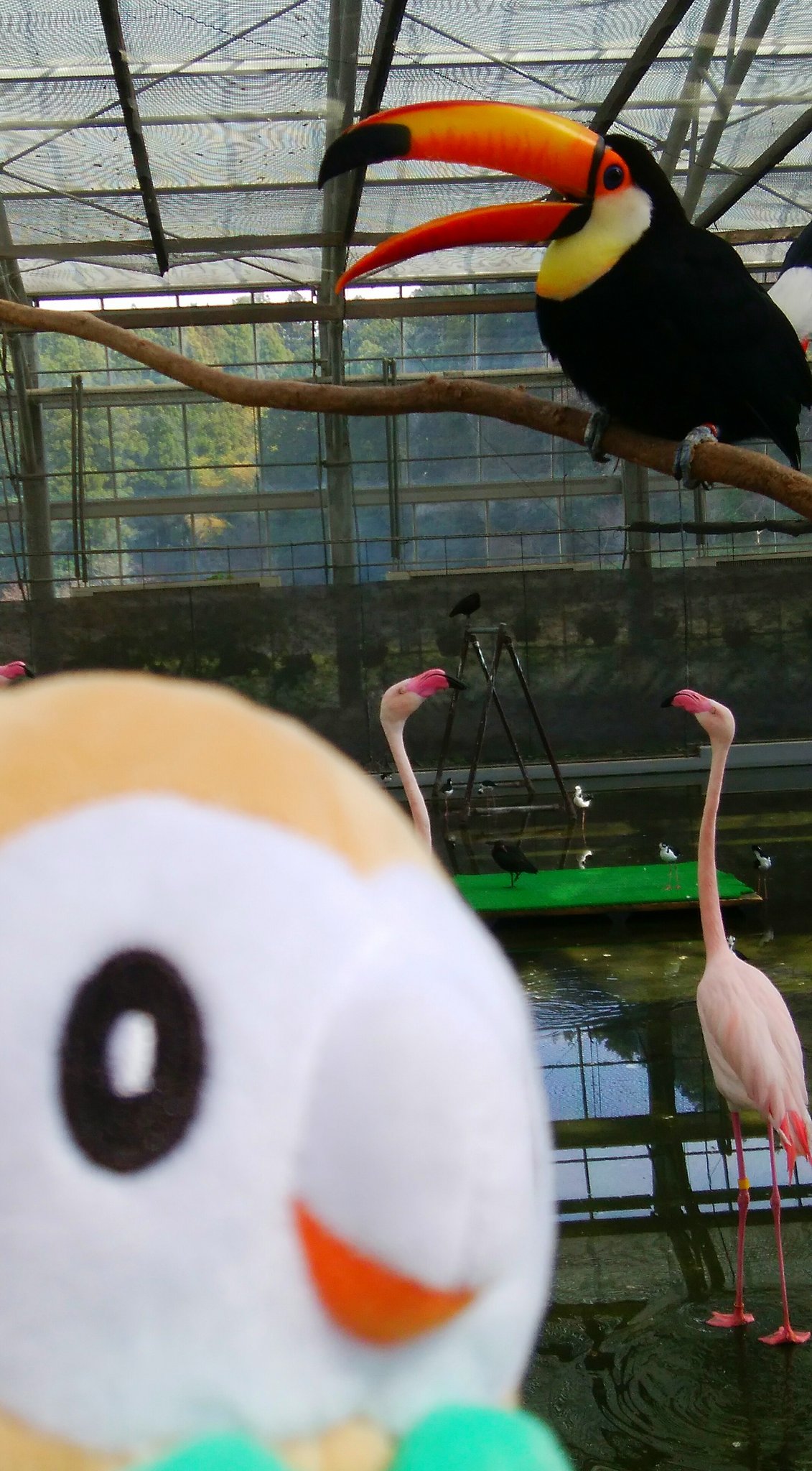 Twitter 上的 むじな オニオオハシ 初めて生で見たんだけど最初ぬいぐるみかと思った ちなみに一枚目を撮った直後にモクローは食われかけました Twitter