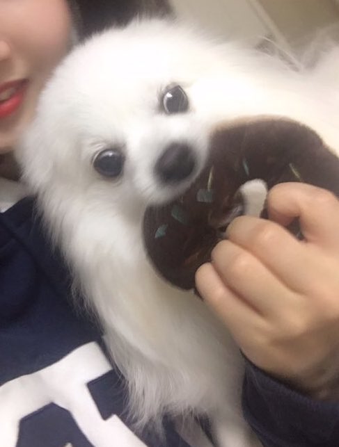 흰둥이 tweet media