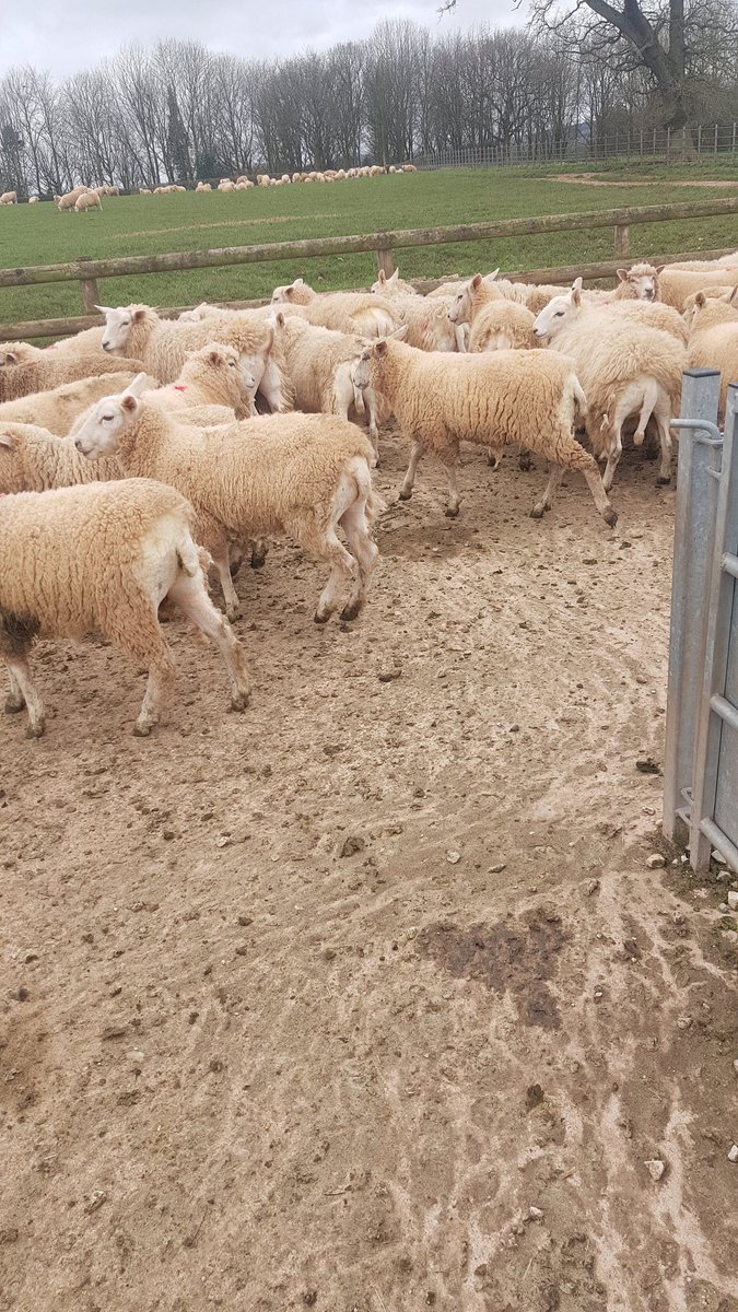 Tom Hall tweet media