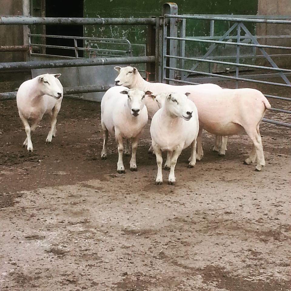 Tom Hall tweet media