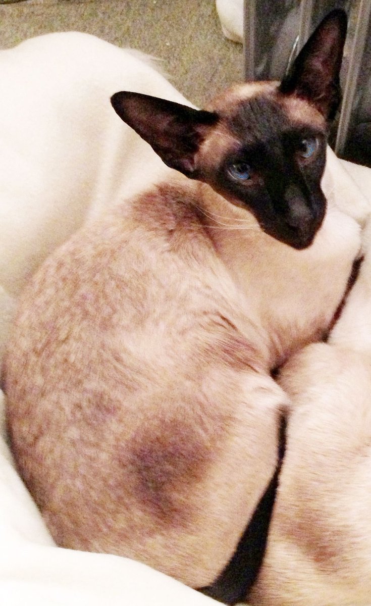 CatsMissing's tweet photo. 📢#FindClooney #LostCat📢
#CLOONEY MAY BE IN #RAINHAM #KENT OR #DOWNHAMMARKET #NORFOLK
Scanned by vet Rainham 17.45 26/3/18
Scanned by vet Downham Market 14.05 27/3/18
#ScanMe #MissingCatsUK
Vanished 13/6/13 #Hemblington #Norwich #Norfolk #NR13
@DoglostUK▶https://t.co/0d6IUMsCYD https://t.co/OkQfn0l8NJ