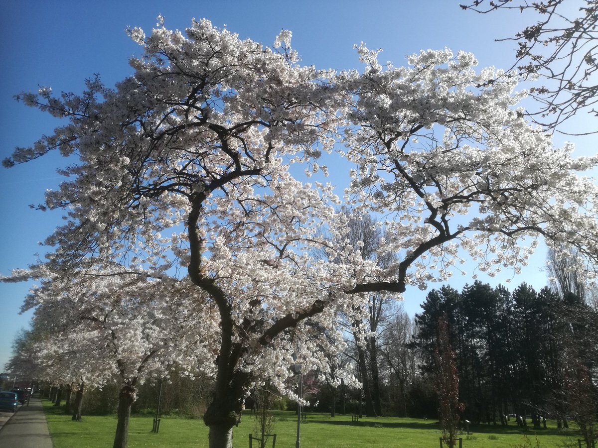 Gerrit van Dijk tweet media