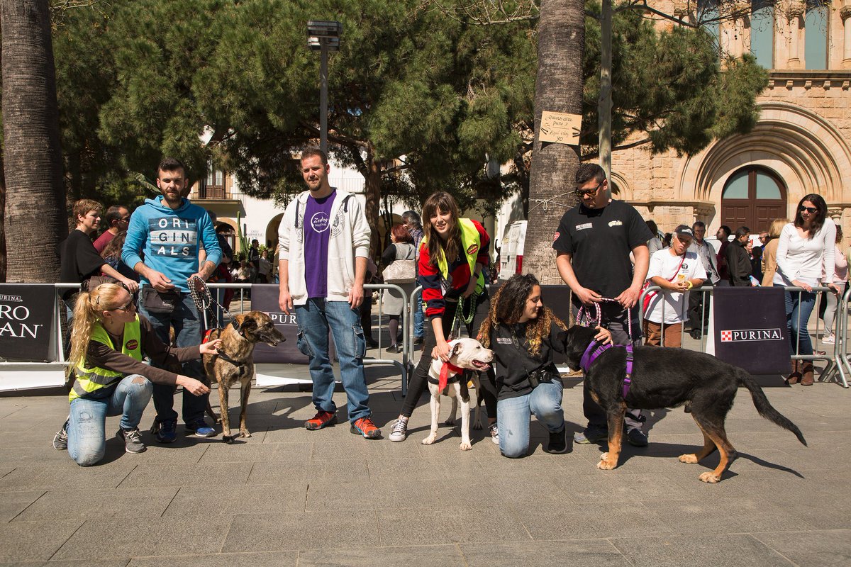 SomCastell's tweet photo. Enhorabuena a las asociaciones participantes (@HelpGuau @FAADAorg #Proaniplan) de la primera fiesta de los animales en Castelldefels i también a todos los que asististeis i disfrutasteis de la misma.
Que sea la primera de muchas porque nuestros animales también son Castelldefels https://t.co/sviwFTy92i