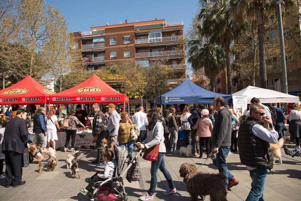 SomCastell's tweet photo. Enhorabuena a las asociaciones participantes (@HelpGuau @FAADAorg #Proaniplan) de la primera fiesta de los animales en Castelldefels i también a todos los que asististeis i disfrutasteis de la misma.
Que sea la primera de muchas porque nuestros animales también son Castelldefels https://t.co/sviwFTy92i