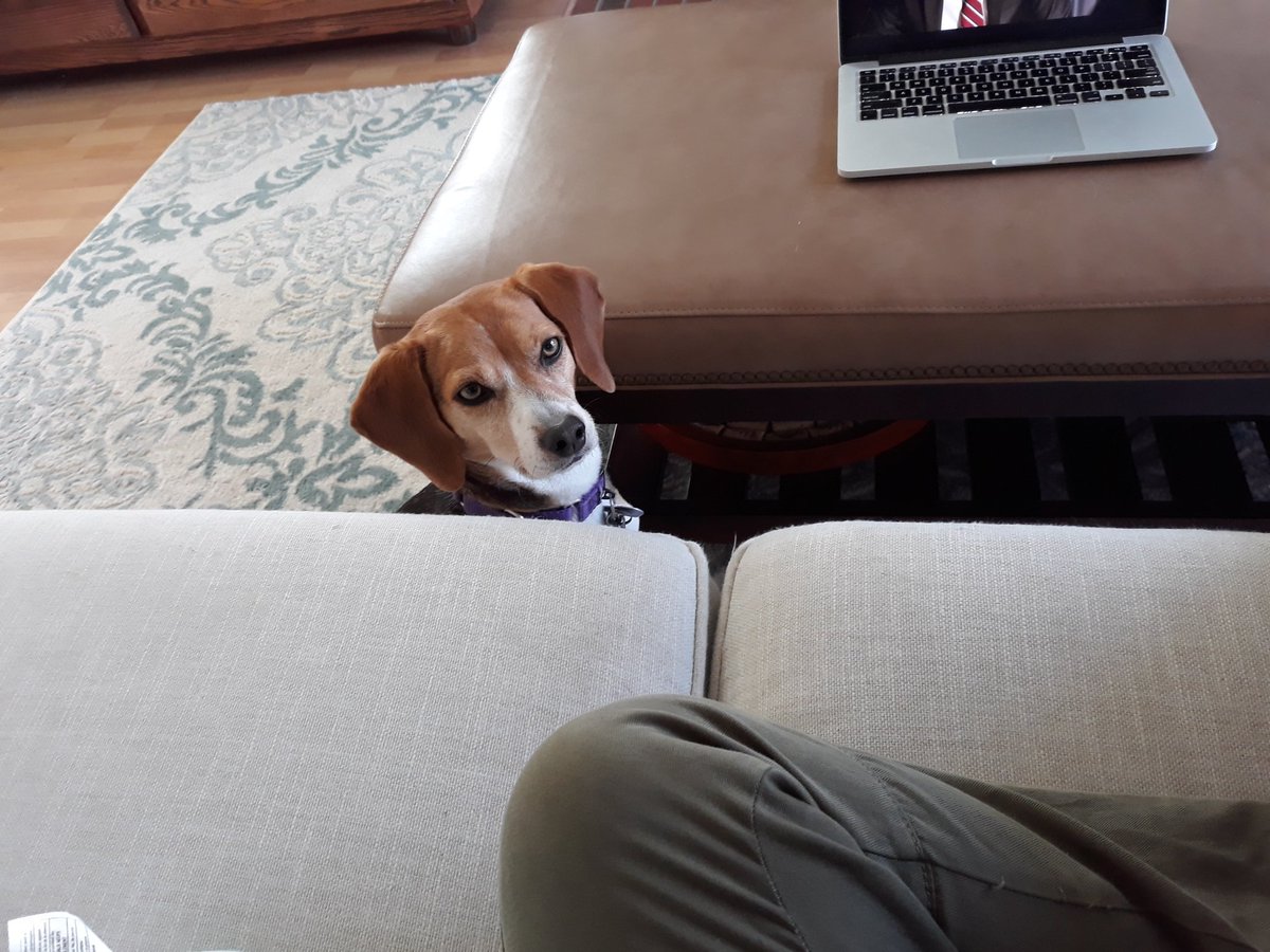 followingPT's tweet photo. Hi mom, I see you have an apple, apples are my favorite. Please share. Love, #beaglefronk #beagles @AWLAArlington @beaglefacts (For the record I always share my apples with her) https://t.co/M98pfV9sXx