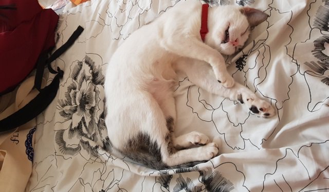 StuffCatsWant's tweet photo. **Tutu - Cat Of The Week - March 25th 2019**

Meet Tutu, an FIV+ kitten that is a true testament to how awesome FIV+ cats can be and how they can make wonderful pets!

#cat #cats #CatOfTheWeek #Meow #MeowMeow #CatsOfTwitter

https://t.co/uBBBnSJzmj https://t.co/IR6huGtdnB