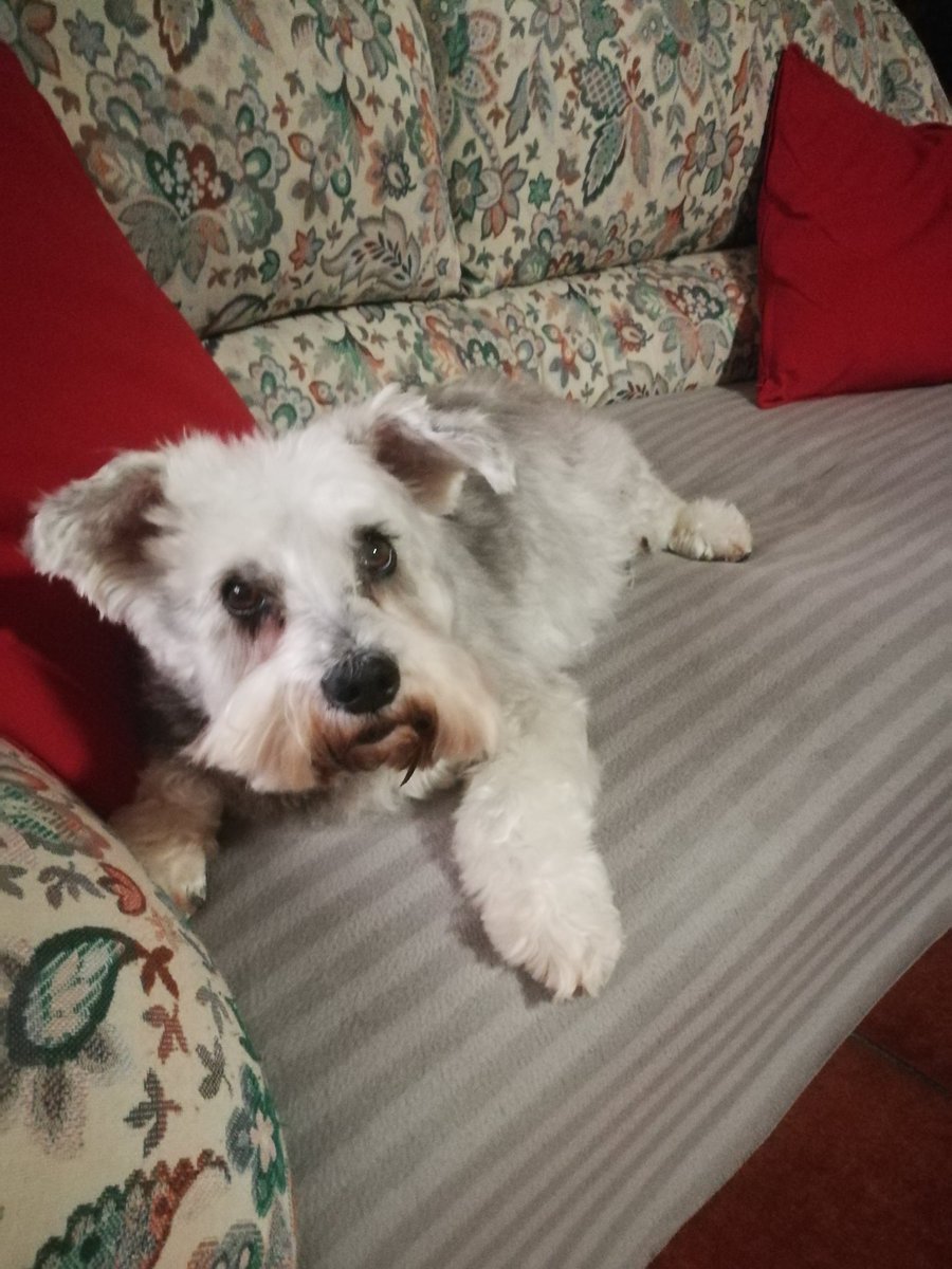 Alfonsomm59's tweet photo. La reina de la casa siempre dispuesta a animar @conchimenchero @dogcelebration #delatletisoy #atleticosporelmundo #NuncaDejesDeCreer #paces2020 https://t.co/OQXH0Ew83w