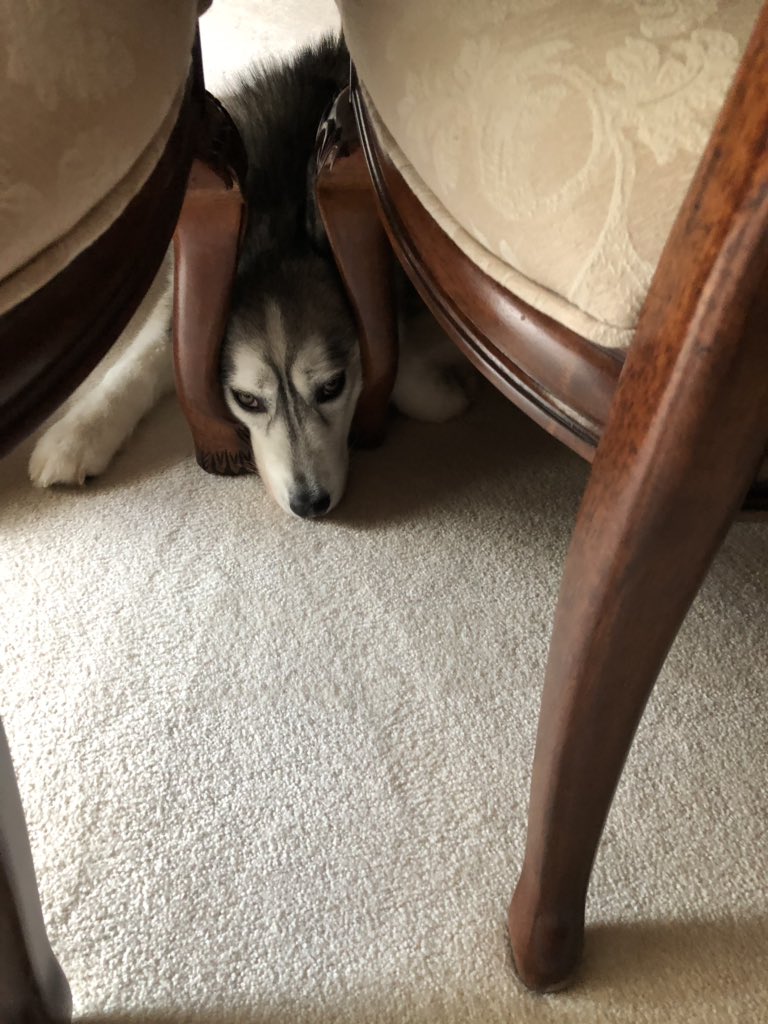 <a href="/GOPPollAnalyst/">Katica 🇺🇸</a> Huskies. But they need devoted and understanding owners.