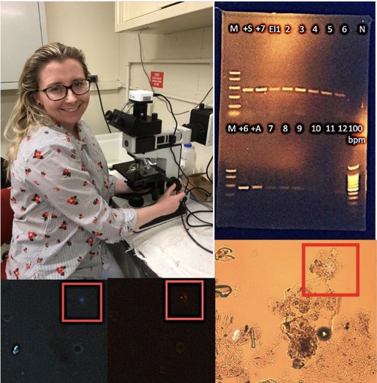 SciAppliance's tweet image. #DayInTheLife Laura is a Master's student @SoMAS_SBU examining Labyrinthulomycetes (labys), single-celled fungus-like protists found in marine habitats. These decomposers are a potential source of essential polyunsaturated fatty acids (PUFAs) for the marine food web