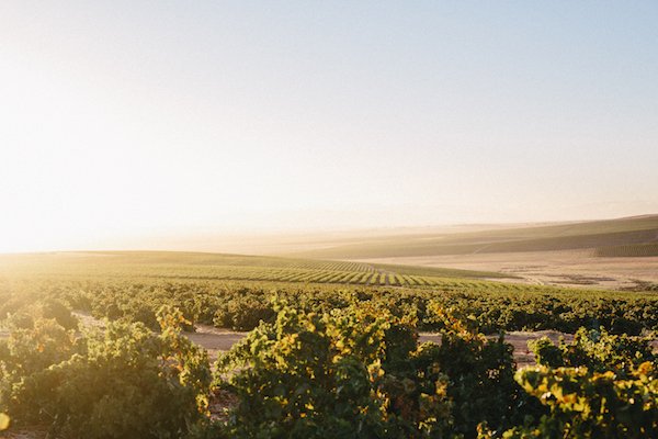 Increasing respect for Clairette which I once dismissed as necessarily flat on the basis of the Clairette de Languedocs I'd tasted bit.ly/2UbiOQZ by <a href="/MaluLambert/">Malu Lambert</a> <a href="/WOSA_ZA/">WOSA South Africa</a>