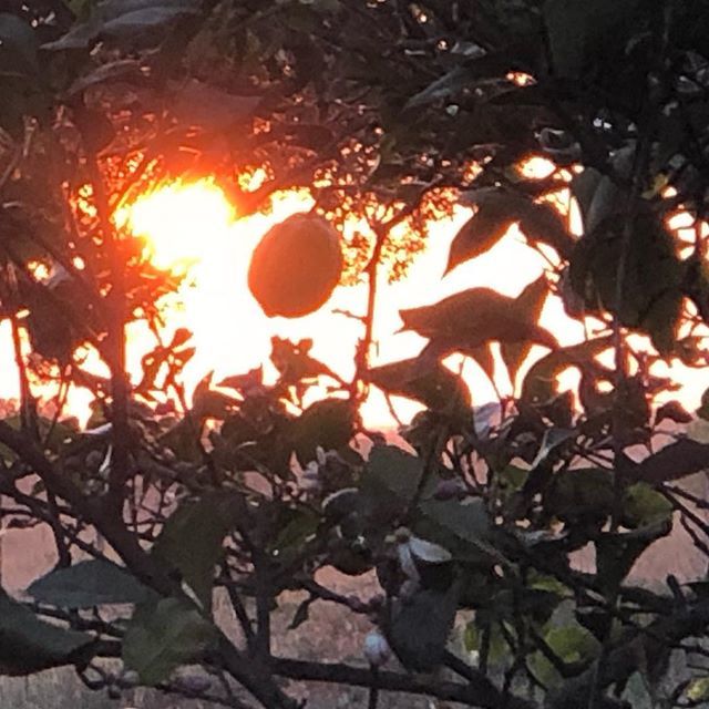 magmanima's tweet photo. Lemon tree @lesliebaldock #john_hyatt • https://t.co/VIX2gYxxRv