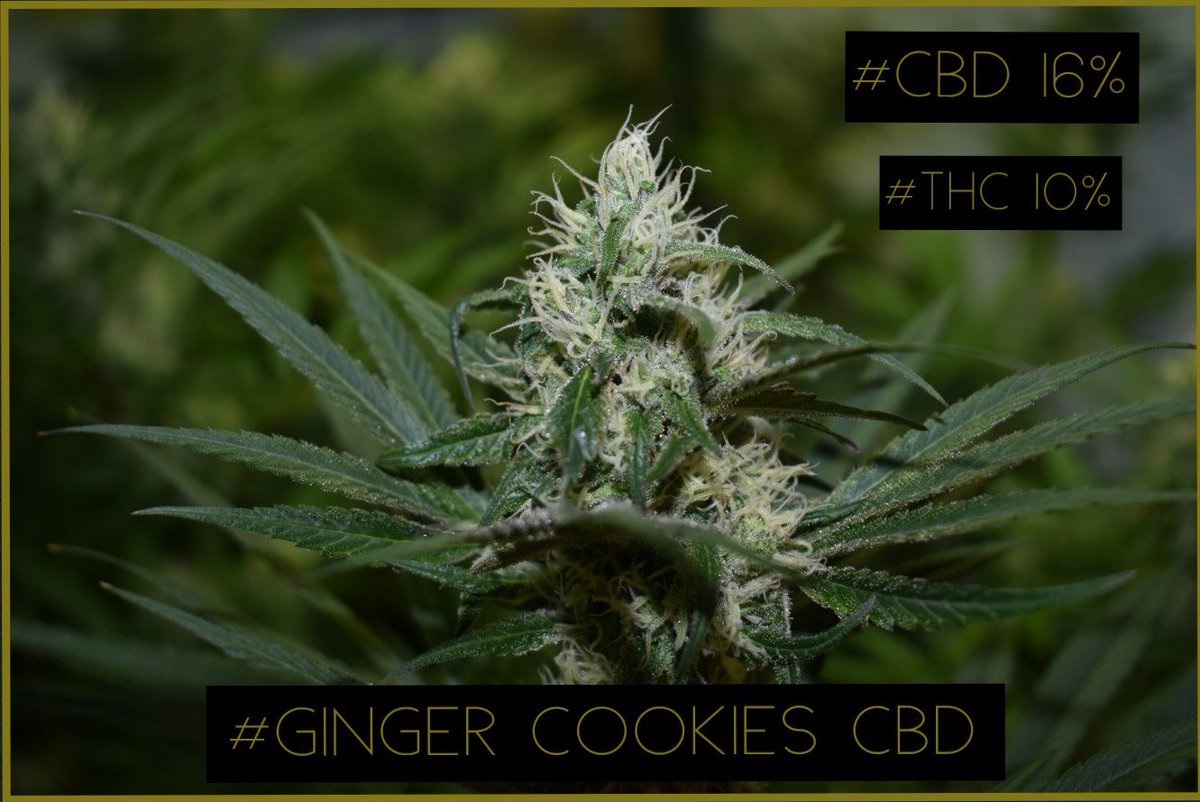 rarofarm's tweet photo. #FelizLunes #CannabisMedicinal #GingerCookiesCbd #RegularSeeds #Thc #Cannabis #Weed #Cbd #Indica #Sativa #OneLove 😎👊🌿💚 https://t.co/QsLWbov6Cl