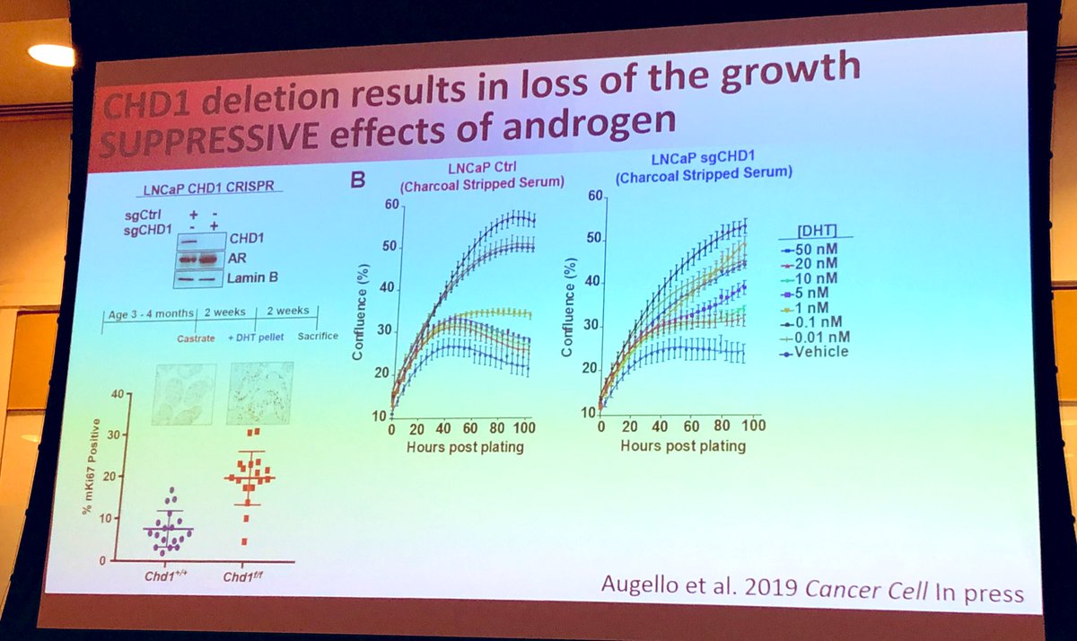 JoshSmithMDPhD's tweet photo. More cool data from @Chris_Barbieri1 @WCMUrology #SPOP #CHD1 #ComplexDeregulationofAR https://t.co/PJd1TqhPju