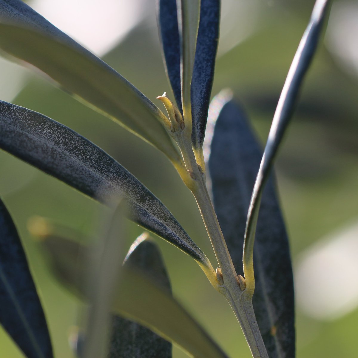 Un po' presto per vederci le olive...noi aspettiamo sorridenti

#olivetreelads #olivetree #olivi #Spello #curadelterritorio #assisi #Umbria #fasciaolivata #oliveti #gentevera #slowtourism #eco #visitumbria #umbria #slowlife #slowtour #umbriastyle #camminiitaliani #organictravel