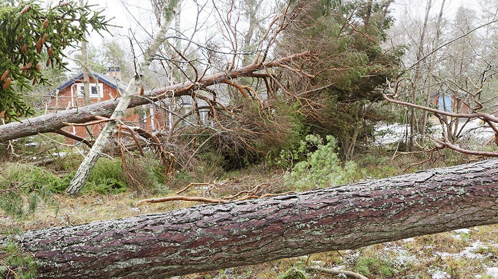 Rajut myrskyt voivat aiheuttaa häiriöitä kantaverkkoon. Parannamme kantaverkon toimintavarmuutta uusien mittauslaitteiden avulla. Niiden avulla häiriöt voi ennakoida, paikantaa ja korjata entistä nopeammin. Samalla sähköturvallisuus paranee.

Lue lisää: fingridlehti.fi/uudet-mittausj…
