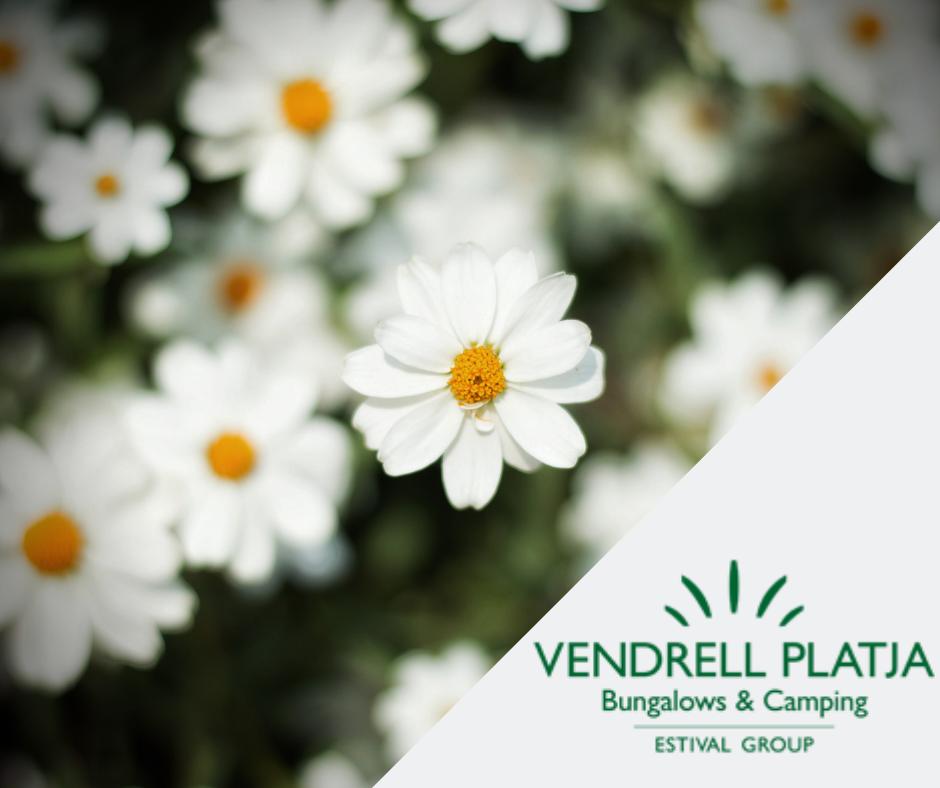 Bienvenida #primavera 🌾🌞
vendrellplatja.es