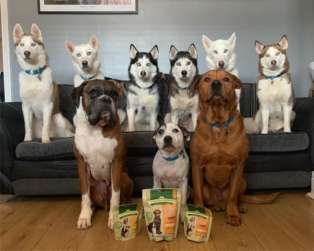 PetNPony's tweet photo. Reposting @teamwaddell10:
...
"Thanks @petnpony for their treats after the #petnponywalk in #Durham yesterday! #petnponydurham #petnpony #dogwalk #dogwalking #monthlydogwalk #freemonthlydogwalk #exploringwithdogs #dogs #dogsofinstagram #dog #consett #countydurham #localbusiness" https://t.co/zAmYpF0Ety