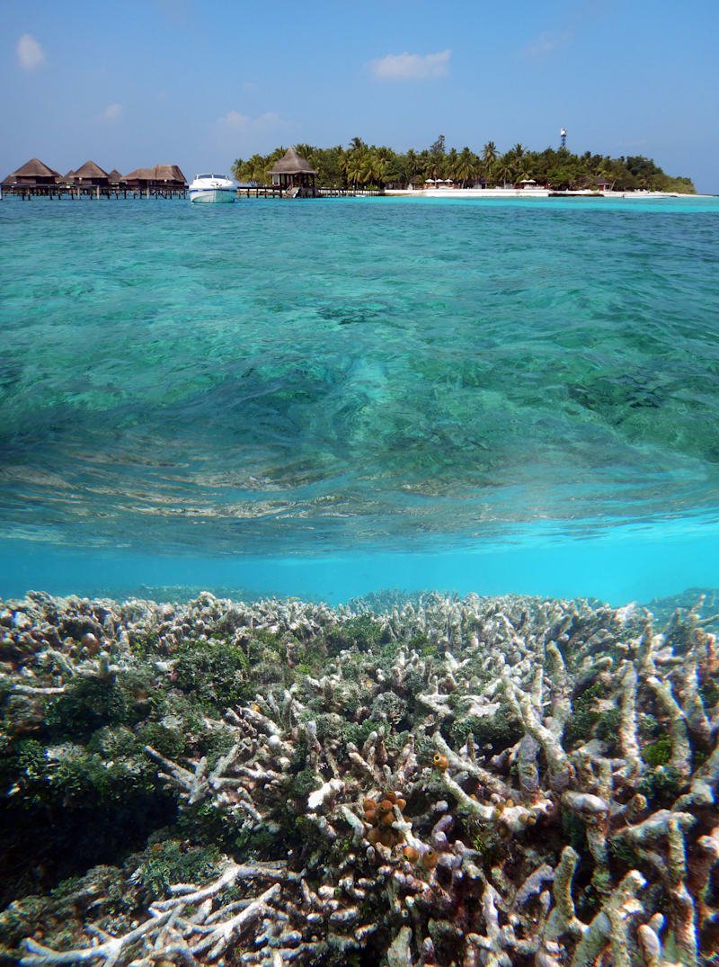 richardbranson's tweet photo. After millions of years of stability, CO2 in the ocean is now causing it to acidify 100 times faster than at any other time in human history https://t.co/pFcOWItRC3 https://t.co/Als0bipdRN