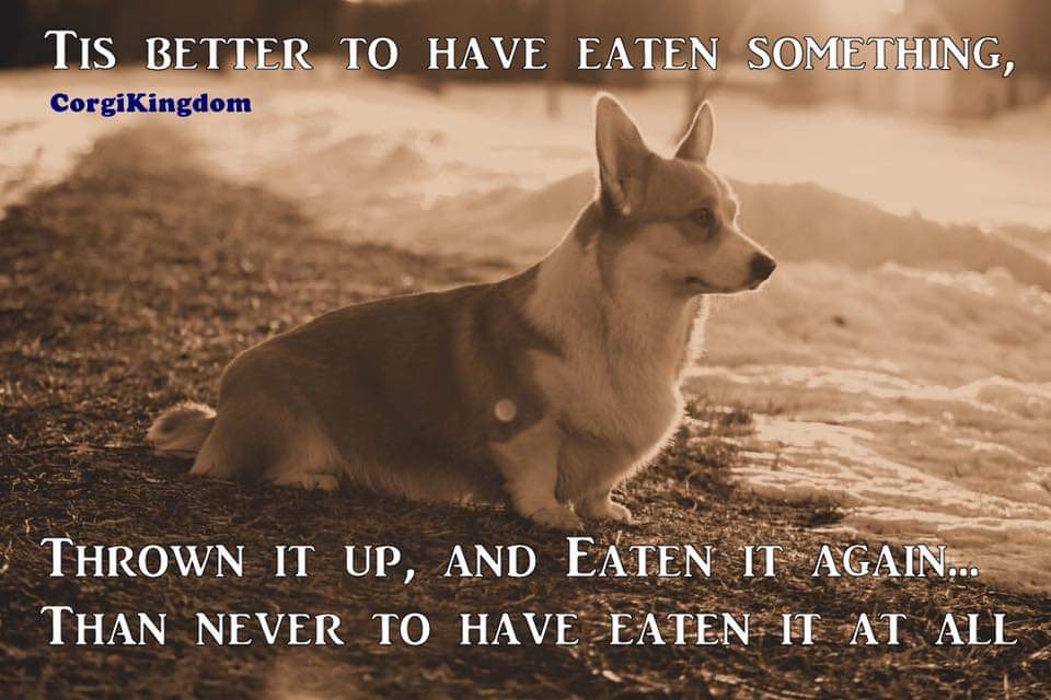 CorgiObi's tweet photo. https://t.co/QTcbx7bIEs