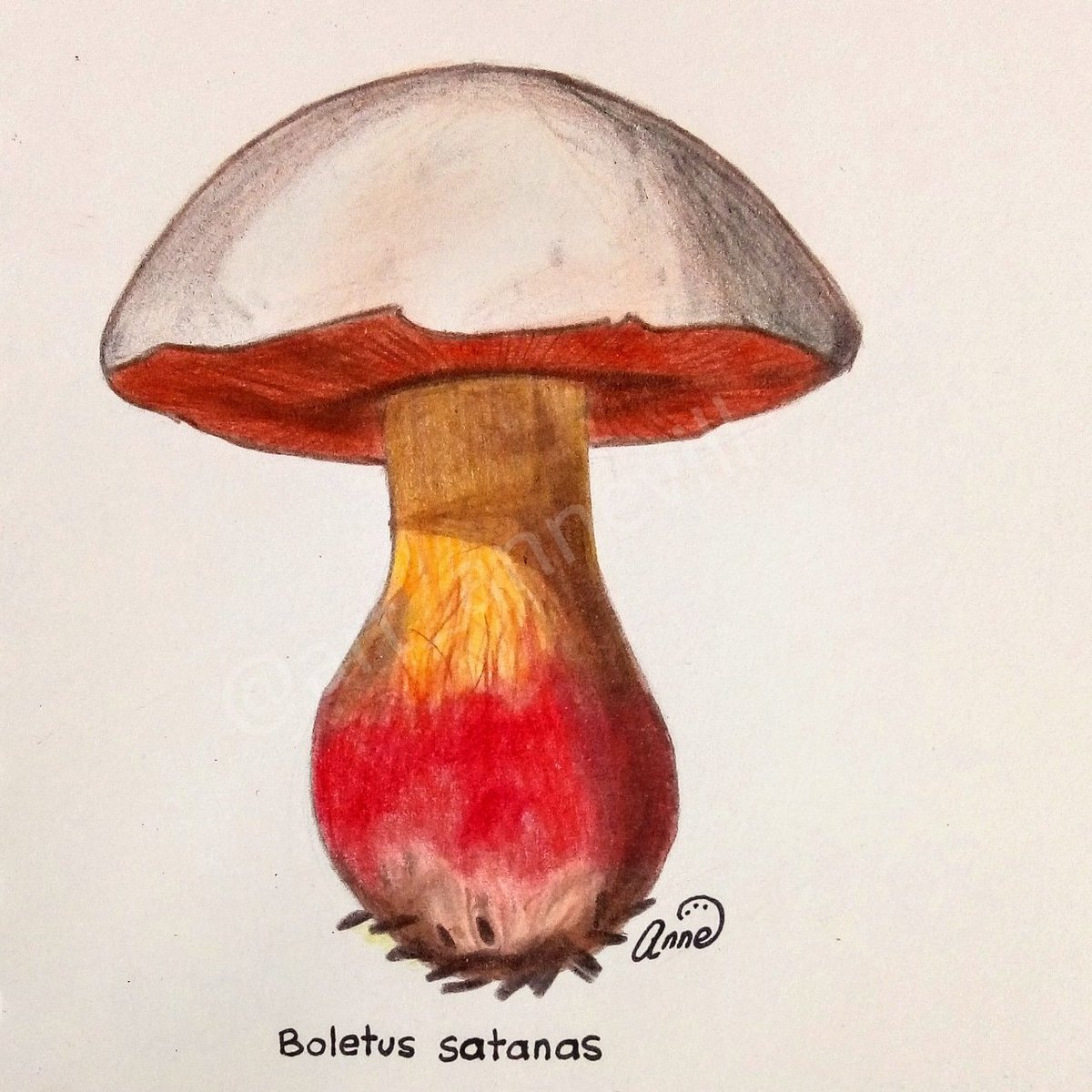 🍄 Boletus satanas is a basidiomycete fungus that lives at Europe and North America. The fruitful body emerges from summer to autumn. It is a poisonous fungus causing gastrointestinal disorders. #SciArt  #ScienceTwitter