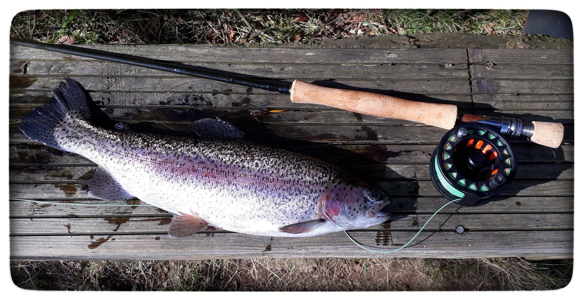 AllanMHutton's tweet photo. Trout Action Satisfaction! @ Hillend Loch! #Oneforthepot https://t.co/nDp0UHL4ju