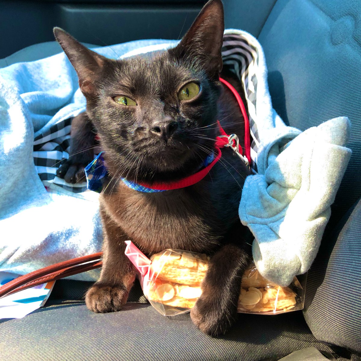 AmbassadorAries's tweet photo. Don’t worry, Mom. I will hold onto these sweet treats for you until you get home. 🍬🍭 #momsassistant #catlover #kittylove https://t.co/8GfJNUc4Bj