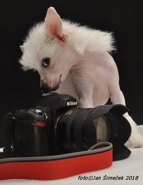 JanPhotojs's tweet image. Chinese crested dog...😀