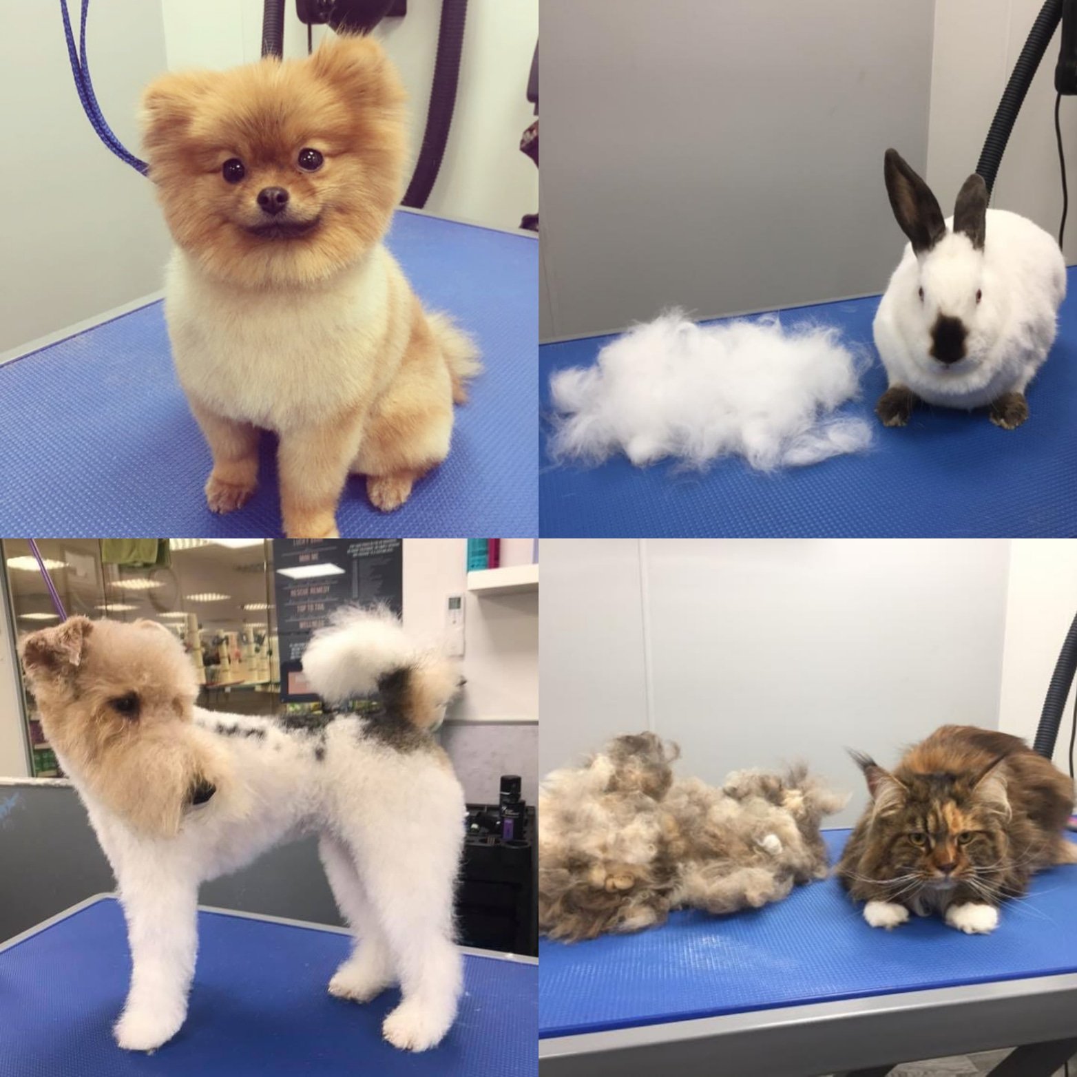 Kennelgate dog clearance wash