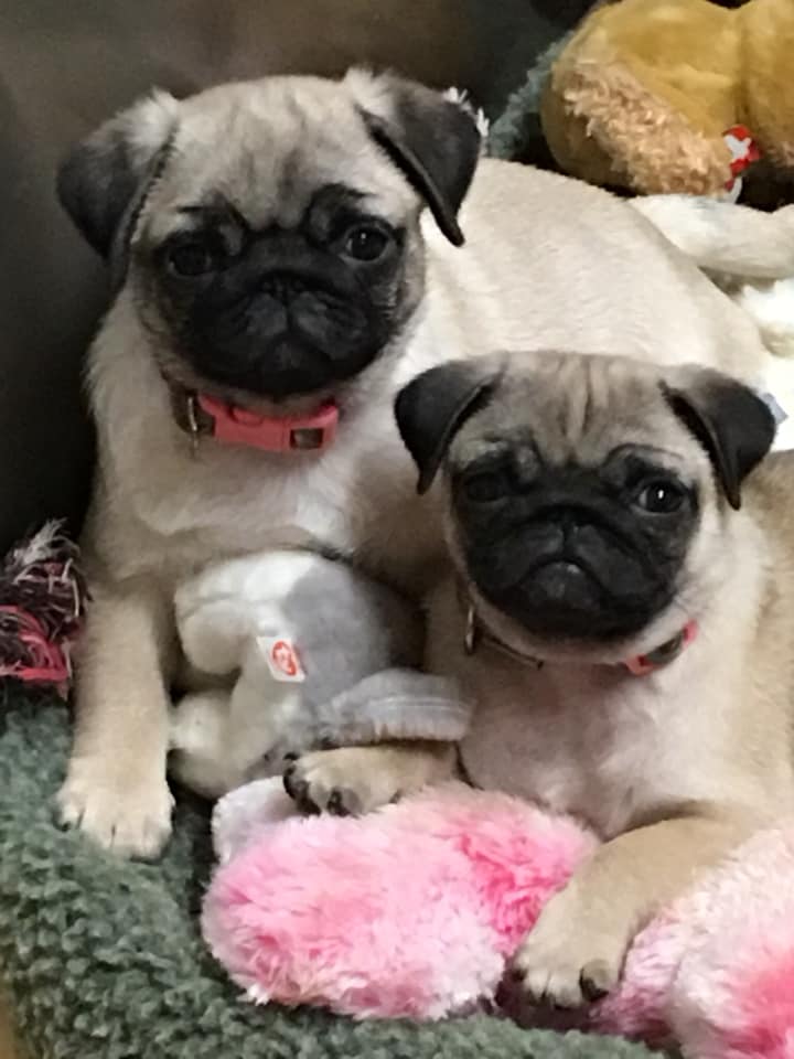 millypod1's tweet photo. π23 Mar 2019. PEACHES #STOLEN #ScanMe
Pug #PUPPY Female ( Right Pug in Pic) HAS HERNIA π
#Coleby #Scunthorpe #Lincolnshire #DN15
Suspected small silver volkswagen lupo involved.
#DN16 #DN17 #DN20 #DN21 PLEASE SHARE π’
https://t.co/m4ldGYr467 https://t.co/MmuExXBMcq